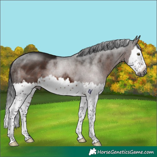 Horse Color:Gray Brown Splash Rabicano 