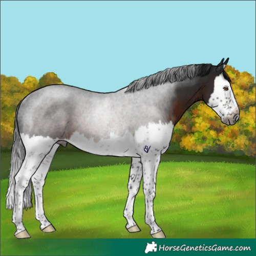 Horse Color:Gray Brown Splash Rabicano 