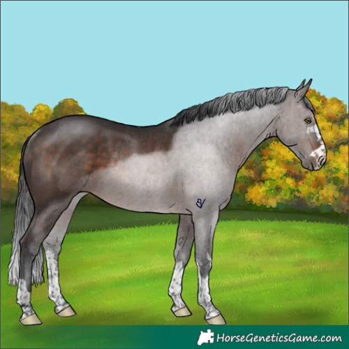 Horse Color:Brown Rabicano