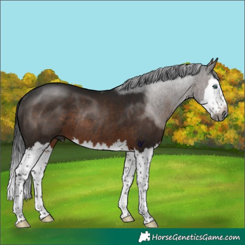 Horse Color:Gray Brown Splash Rabicano