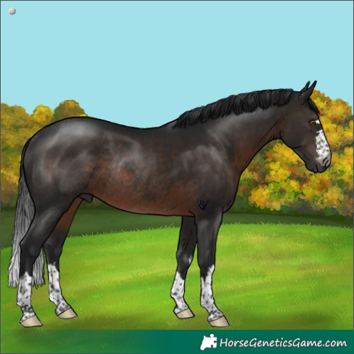 Horse Color:Gray Brown Rabicano