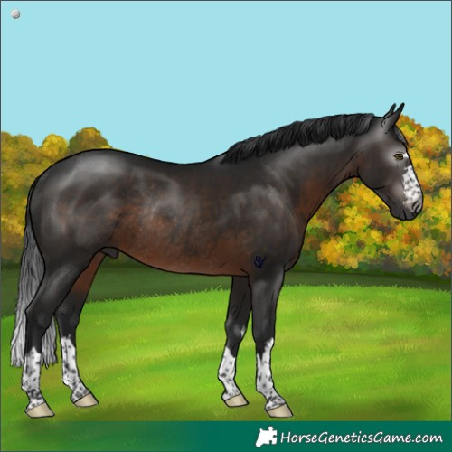 Horse Color:Gray Brown Rabicano