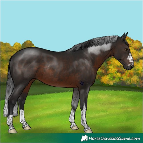 Horse Color:Gray Brown Rabicano