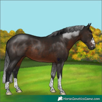 Horse Color:Gray Brown Rabicano