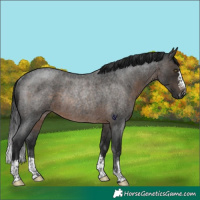 Horse Color:Gray Brown Roan Rabicano 