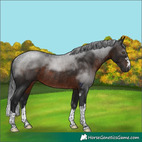 Horse Color:Gray Brown Rabicano