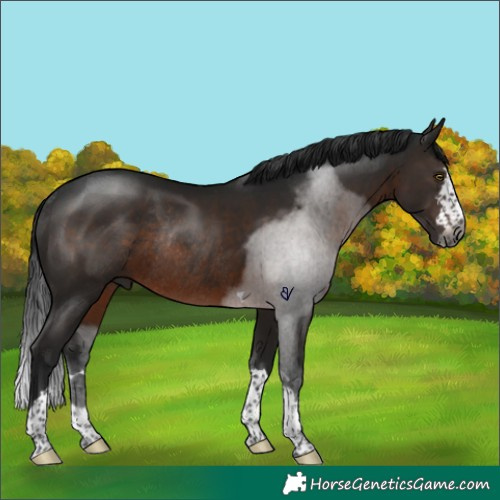 Horse Color:Gray Brown Rabicano