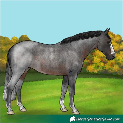 Horse Color:Gray Brown Roan Rabicano 