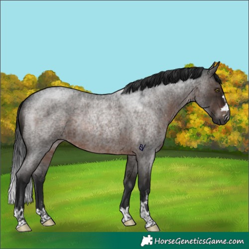 Horse Color:Gray Brown Roan Rabicano