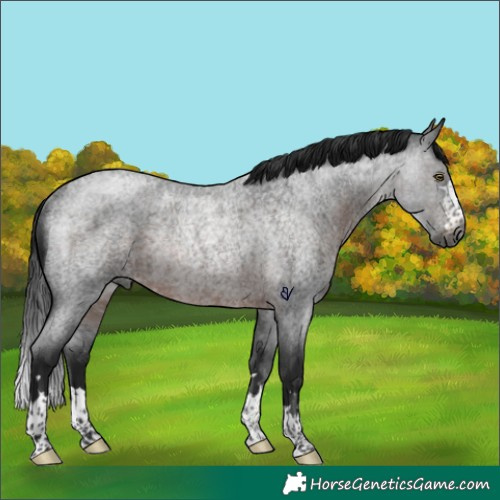 Horse Color:Gray Brown Roan Rabicano