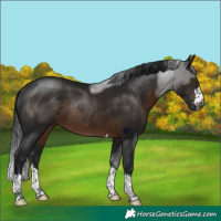 Horse Color:Gray Brown Rabicano 