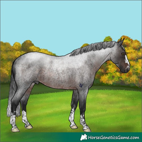 Horse Color:Gray Brown Roan Rabicano