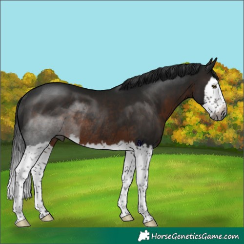 Horse Color:Gray Brown Splash Rabicano 