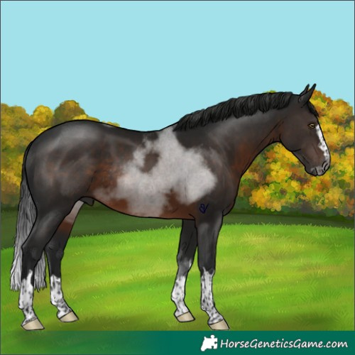 Horse Color:Gray Brown Rabicano
