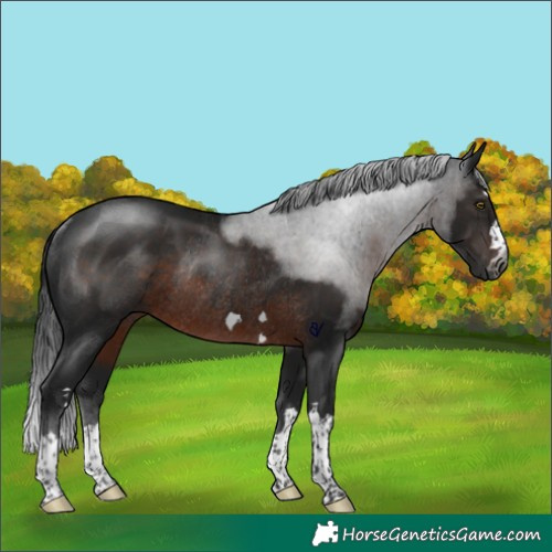 Horse Color:Gray Brown Rabicano 