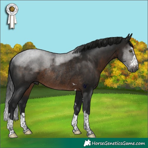 Horse Color:Gray Brown Rabicano