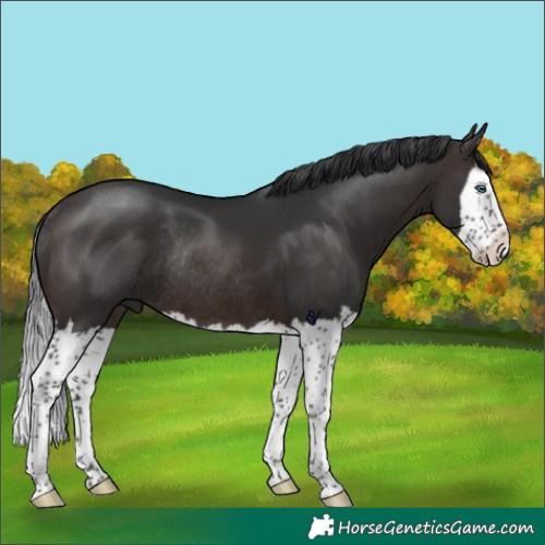 Horse Color:Brown Splash Rabicano
