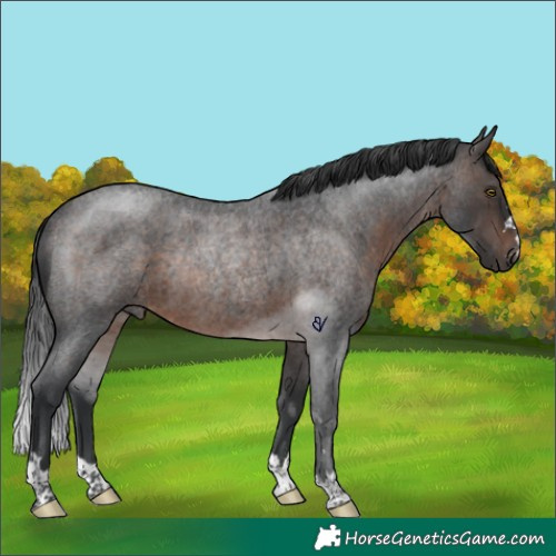 Horse Color:Brown Roan Rabicano