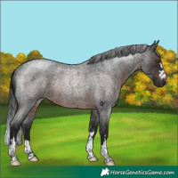 Horse Color:Gray Brown Roan Rabicano