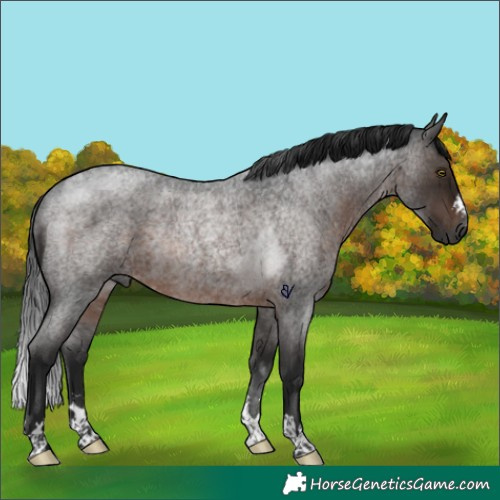 Horse Color:Gray Brown Roan Rabicano 