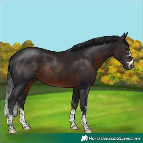 Horse Color:Gray Brown Rabicano 