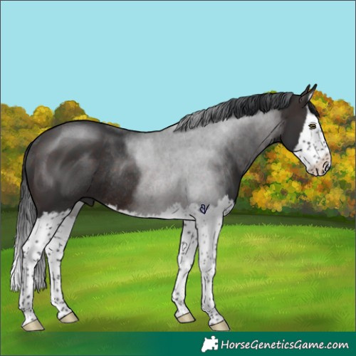 Horse Color:Brown Splash Rabicano