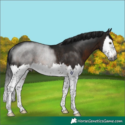 Horse Color:Gray Brown Splash Rabicano