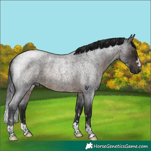 Horse Color:Gray Brown Roan Rabicano 