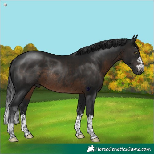 Horse Color:Gray Brown Rabicano