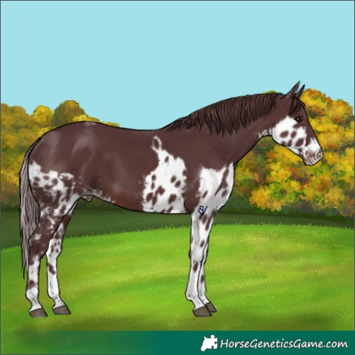 Horse Color:Chocolate Brown Tobiano Skewed Appaloosa 