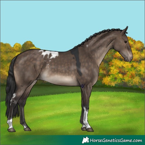 Horse Color:Brown Dun Tobiano Skewed Appaloosa 