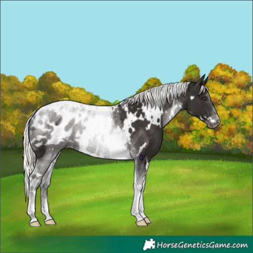 Horse Color:White Spotted Liver Chestnut Mushroom Tobiano Appaloosa 