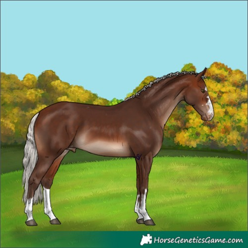 Horse Color:Silver Brown Mushroom Appaloosa