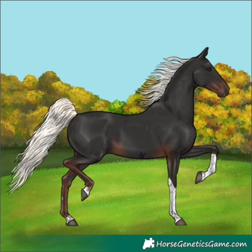 Horse Color:Liver Chestnut Mushroom Tobiano Rabicano 