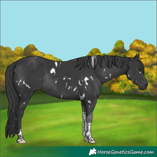 Horse Color:White Spotted Black Tobiano Rabicano