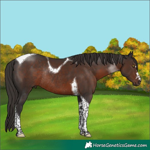 Horse Color:Liver Chestnut Tobiano Rabicano