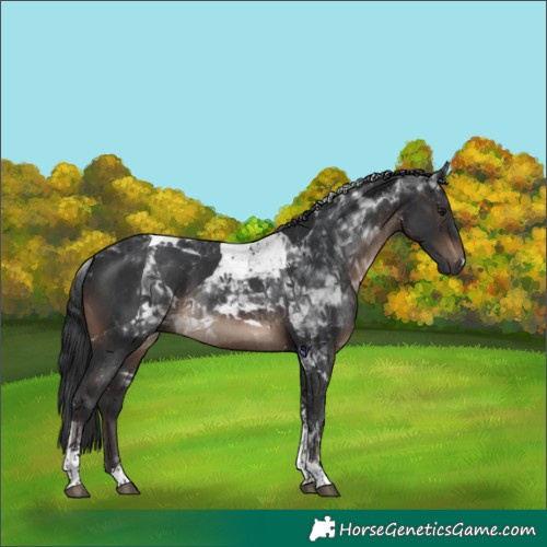 Horse Color:Brown Tobiano 