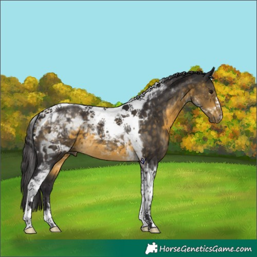 Horse Color:Buckskin Tobiano