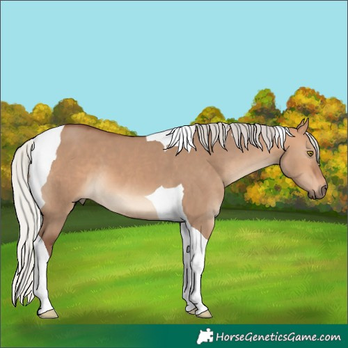 Horse Color:Silver Bay Dun Tobiano