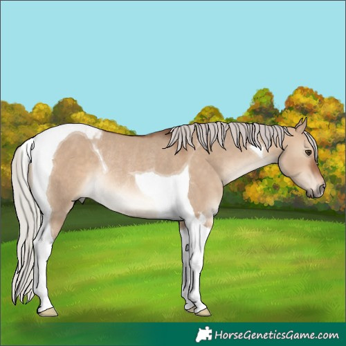 Horse Color:Silver Brown Dun Tobiano Rabicano 