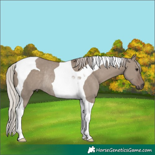 Horse Color:Silver Grullo Tobiano Rabicano
