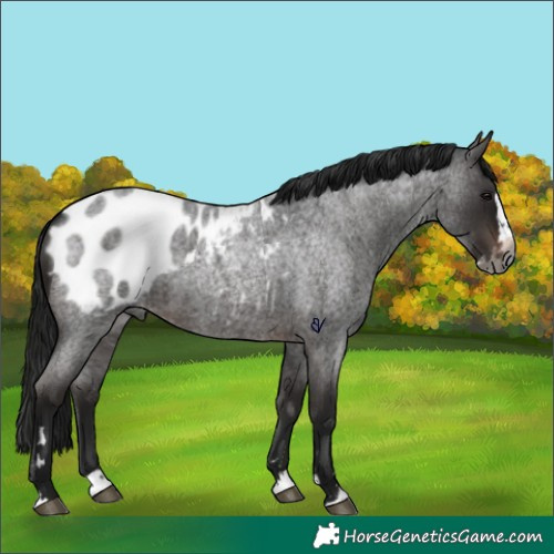 Horse Color:Gray Brown Roan Splash Appaloosa Rabicano 