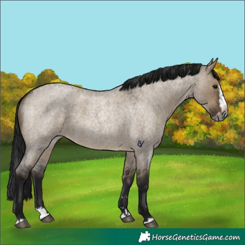 Horse Color:Gray Brown Roan Dun Splash Rabicano