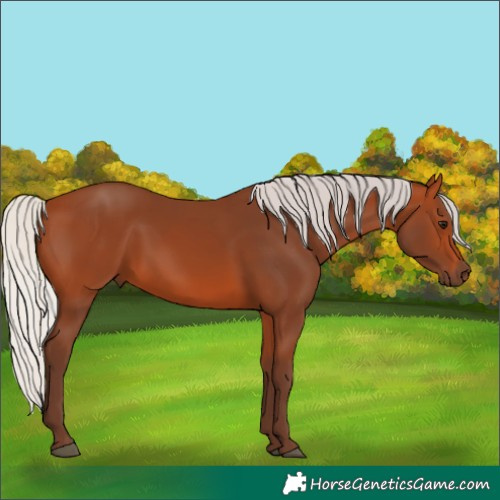 Horse Color:Unknown 