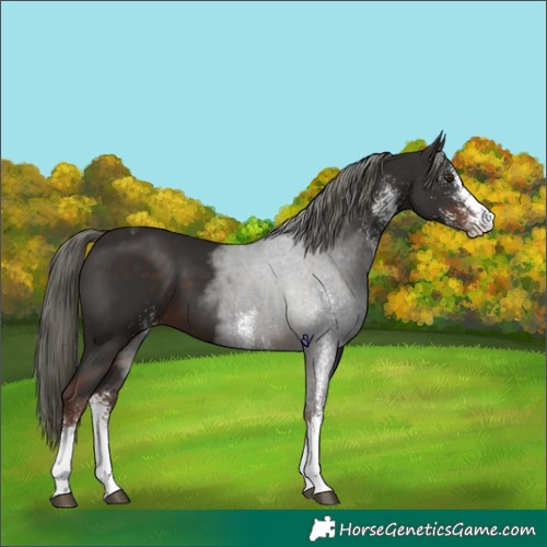 Horse Color:White Spotted Liver Chestnut Mushroom Tobiano 