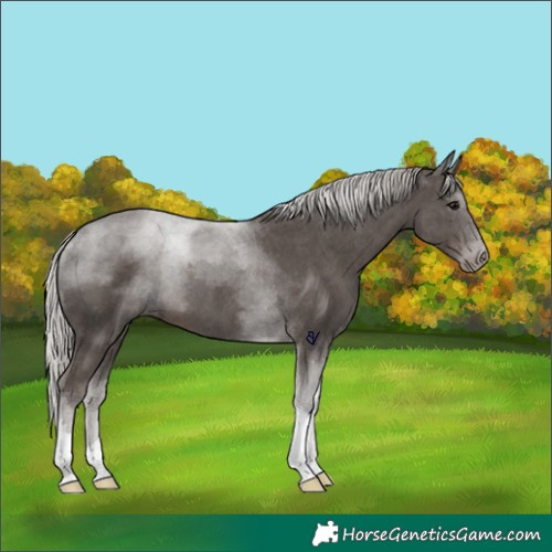 Horse Color:Silver Black Tobiano 