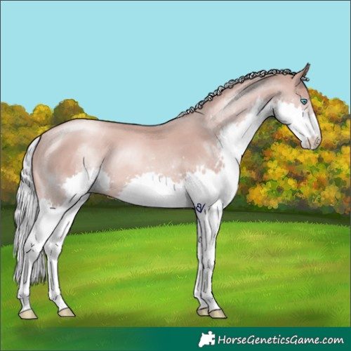 Horse Color:Gold Champagne Mushroom Splash Tobiano 