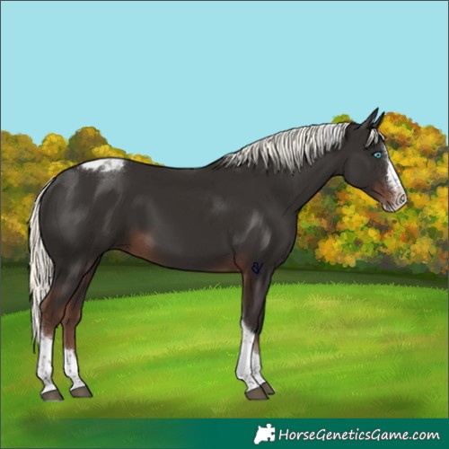 Horse Color:Liver Chestnut Mushroom Splash Tobiano 