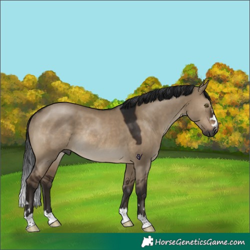 Horse Color:Gray Brown Dun Rabicano