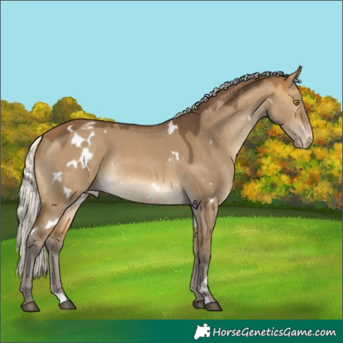 Horse Color:White Spotted Silver Buckskin Dun Appaloosa Rabicano